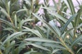 Branches with poisonous leaves of an oleander plant Nerium oleander