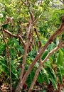 Branches of pomegranate with banana leaves within an umbrella