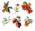 Branches with pomegranate fruits and red flowers. Set of watercolor design elements illustrations isolated on white Royalty Free Stock Photo