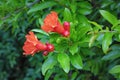 Branches of pomegranate tree  Punica granatum  with bright red flowers on spring day Royalty Free Stock Photo