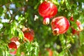 Branches of pomegranate tree punica granatum full of ripe frui