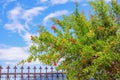 Branches of pomegranate tree  Punica granatum  with green leaves and bright red flowers against sky on sunny spring day Royalty Free Stock Photo