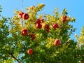 Branches of pomegranate tree (punica granatum) full of ripe fruits in a sunny day.