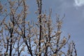 Branches of Prunus armeniaca in full bloom