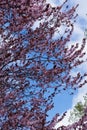 Branches of prunus pissardii in bloom against the sky Royalty Free Stock Photo