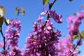 Branches with purple Lilac flowers.