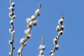 Branches of pussy-willow on background of blue sky Royalty Free Stock Photo