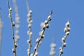 Branches of pussy-willow on background of blue sky Royalty Free Stock Photo