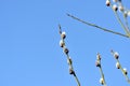 Branches of pussy-willow on background of blue sky Royalty Free Stock Photo