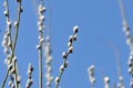 Branches of pussy-willow on background of blue sky Royalty Free Stock Photo