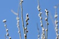 Branches of pussy-willow on background of blue sky Royalty Free Stock Photo