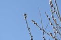 Branches of pussy-willow on background of blue sky Royalty Free Stock Photo