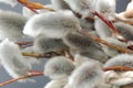 Branches of willow with fluffy buds on a black background Royalty Free Stock Photo