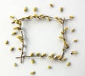 Branches of pussy willows on white background. Royalty Free Stock Photo