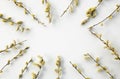 Branches of pussy willows on white background. Royalty Free Stock Photo