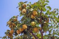 Branches of quince tree Cydonia oblonga with ripe fruit