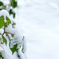 Branches of a raspberry bush under the snow, after heavy snowfall and frost Royalty Free Stock Photo