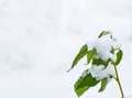 Branches of a raspberry bush under the snow, after heavy snowfall and frost Royalty Free Stock Photo