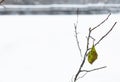 Branches of a raspberry bush under the snow, after heavy snowfall and frost Royalty Free Stock Photo