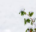 Branches of a raspberry bush under the snow, after heavy snowfall and frost Royalty Free Stock Photo