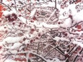 Branches with red apples covered with snow. Winter scene.