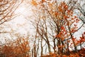 Branches of red beerch trees in autumn forest. Royalty Free Stock Photo