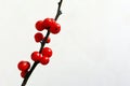 Branches with red berries of Ilex verticillata or Winterberry. Royalty Free Stock Photo