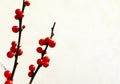 Branches with red berries of Ilex verticillata or Winterberry. Royalty Free Stock Photo