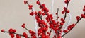 Branches with red berries of Ilex verticillata or Winterberry. Royalty Free Stock Photo