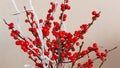 Branches with red berries of Ilex verticillata or Winterberry. Royalty Free Stock Photo