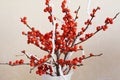 Branches with red berries of Ilex verticillata or Winterberry. Royalty Free Stock Photo