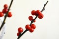 Branches with red berries of Ilex verticillata or Winterberry. Royalty Free Stock Photo