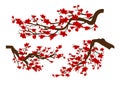 Branches of red blossoming sakura . Japanese cherry tree isolated white background. Chinese new year