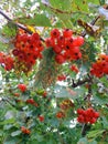 Branches of red currant with leaves that are sick. Means against garden pests, insects and germs. Disinfection of garden patches, Royalty Free Stock Photo