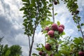 Branches of red-flesh apple tree variety with fruits Royalty Free Stock Photo