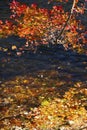 Branches of red foliage hang over the Farmington River, Connecticut.