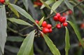 Branches with red fruits of Aucuba Japonica Salicifolia