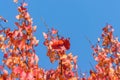 Branches with red leaves on a background of blue sky Royalty Free Stock Photo