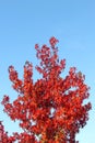 Tree red leaves blue sky autumn fall, Netherlands Royalty Free Stock Photo