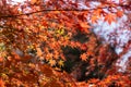 Branches of red leaves of maple trees in autumn season in a Japanese garden, selective focus on blurry  background Royalty Free Stock Photo