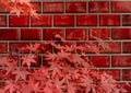 Branches of red leaves of maple trees in autumn season in a Japanese garden, selective focus on red brick wall  background Royalty Free Stock Photo