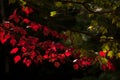 Branches of red maple   on the dark background. Royalty Free Stock Photo