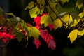 Branches of red maple   on the dark background. Royalty Free Stock Photo