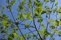 Branches of red oak with green leafage