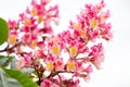 Branches of the red pink blooming chestnuts with leaves and inflorescence close up. Selective focus Royalty Free Stock Photo