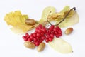 Branches of red ripe schisandra and oak acorns isolated