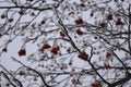 Branches with red rowan berries covered by hoarfrost in winter Royalty Free Stock Photo