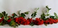 branches of red rowan on a white background Royalty Free Stock Photo