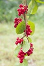 Branches of red schisandra. Schizandra chinensis plant with fruits on branch