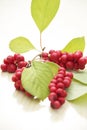 Branches of red schisandra. Clusters of ripe schizandra on white background